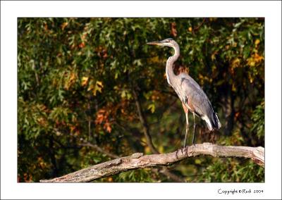 v3/13/288013/3/34290655.BlueHeron.jpg