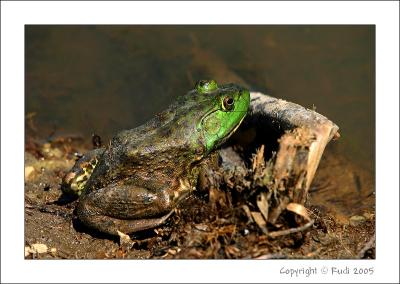 Frogs