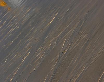 Late Afternoon Low Tide