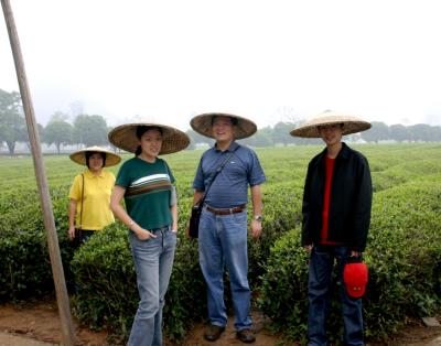Tea Farm, Guilin