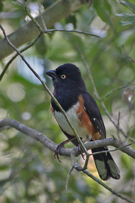 Spotted Towhee