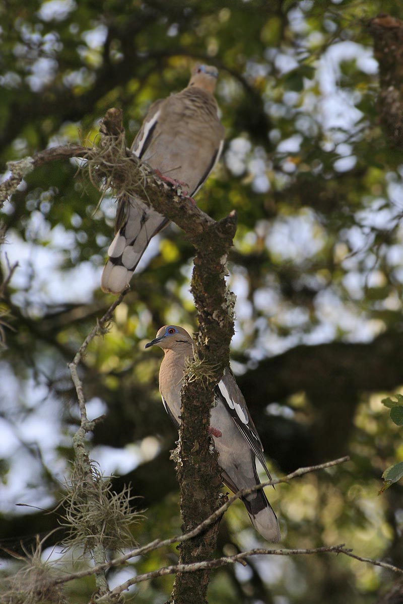Two Doves