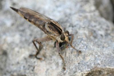 Robber Fly-394