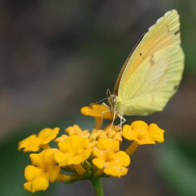 ButterflyYellow-389
