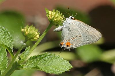 Butterfly (Lycaenidae: gray hairstreak)