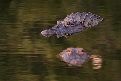 v3/13/3613/3/46468351.BitingReflection721.jpg