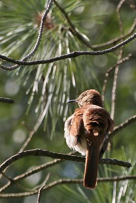 v3/13/3613/3/46546453.Bird677.jpg