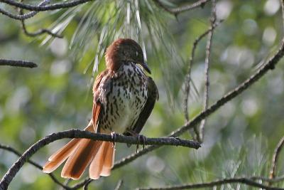 v3/13/3613/3/46546455.Bird680.jpg