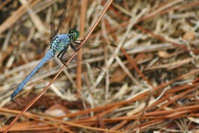 v3/13/3613/3/46546461.Dragonfly525.jpg