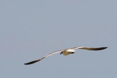 v3/13/3613/3/46546467.Gull704.jpg