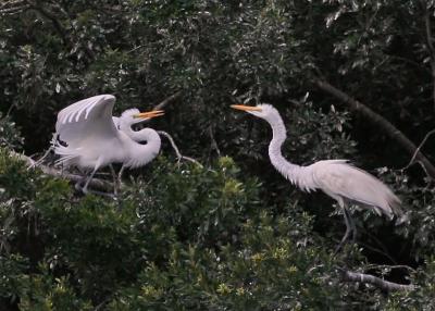 v3/13/3613/3/46581151.Egrets747.jpg