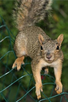 Squirrel-1011