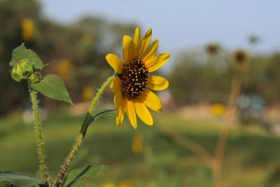 Sunflower-1034