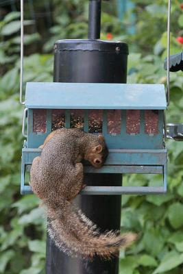 Squirrel-1280