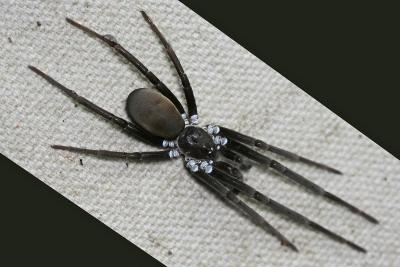 Female Southern House Spider