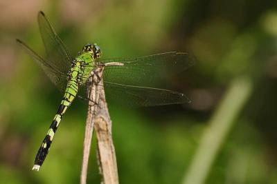Dragonfly-1484