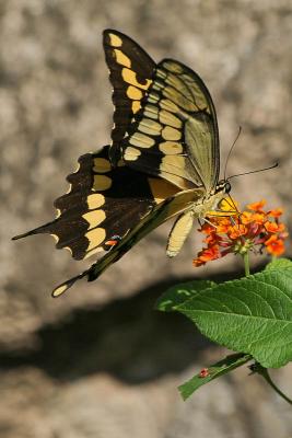 Butterfly-1786