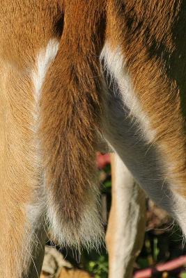 Deer Tail
