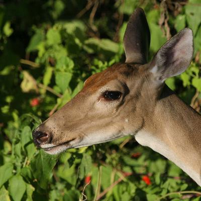 Deer Head (large)