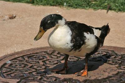 Duck-1980