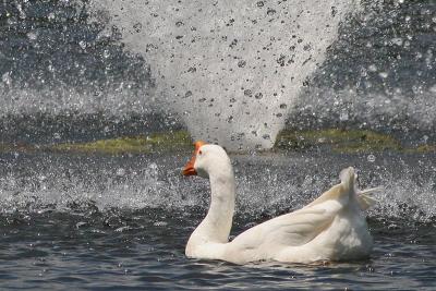 Shower-2011