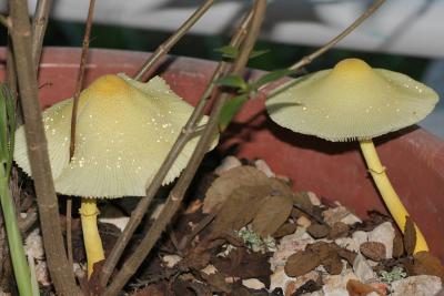 2-Mushrooms
