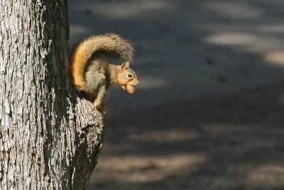 squirrel-2463