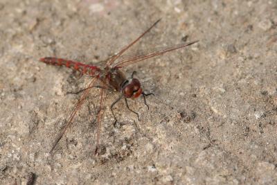 Dragonfly-2588