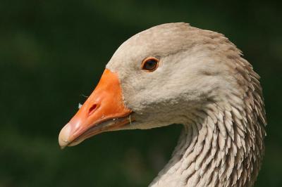 Duck Head-2560