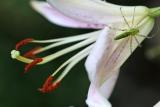 Spider Lily-307