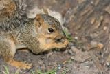 Squirrel-1020-large