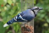 BlueJay