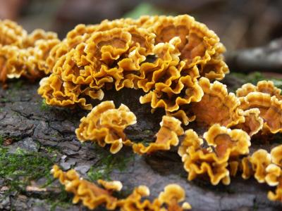 v3/13/375313/3/50693328.treefungiWEB.jpg
