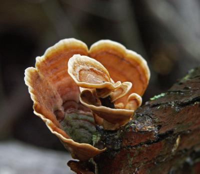 More Tree Fungi