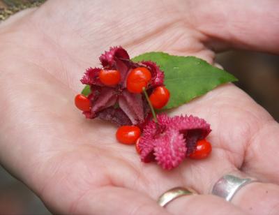 Gathered Fruit