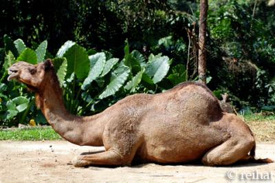 Camel