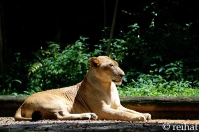 Lioness