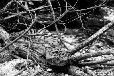 Greater Rattlesnake