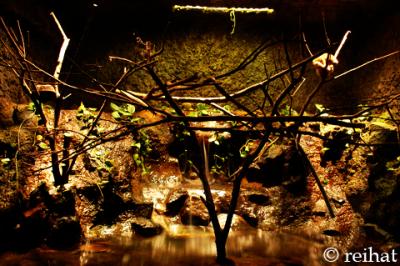 v3/13/388313/3/50172647.zooDSC_8582.jpg