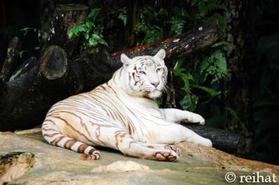 White Tiger