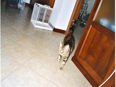 Brisby di Elisa