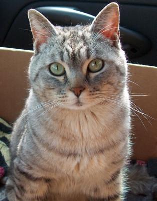 Le Gatte Femmine di IDAG 2005