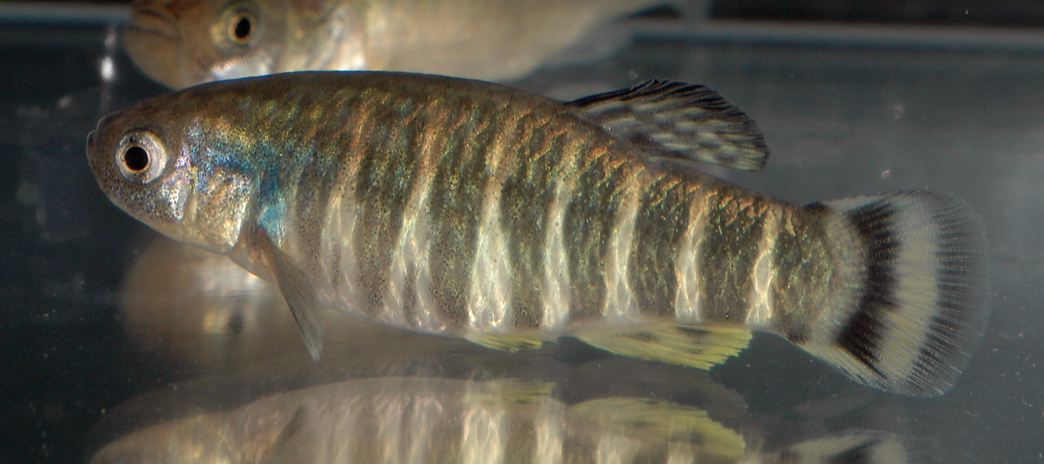 Aphanius sirhani Azraq oasis Jordan