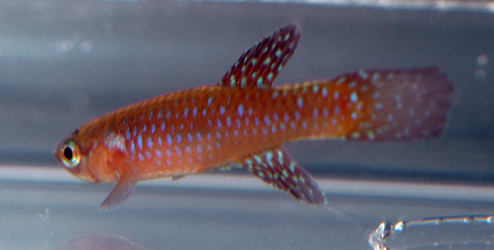 Aphyosemion cyanostictum GAB 92-17.jpg