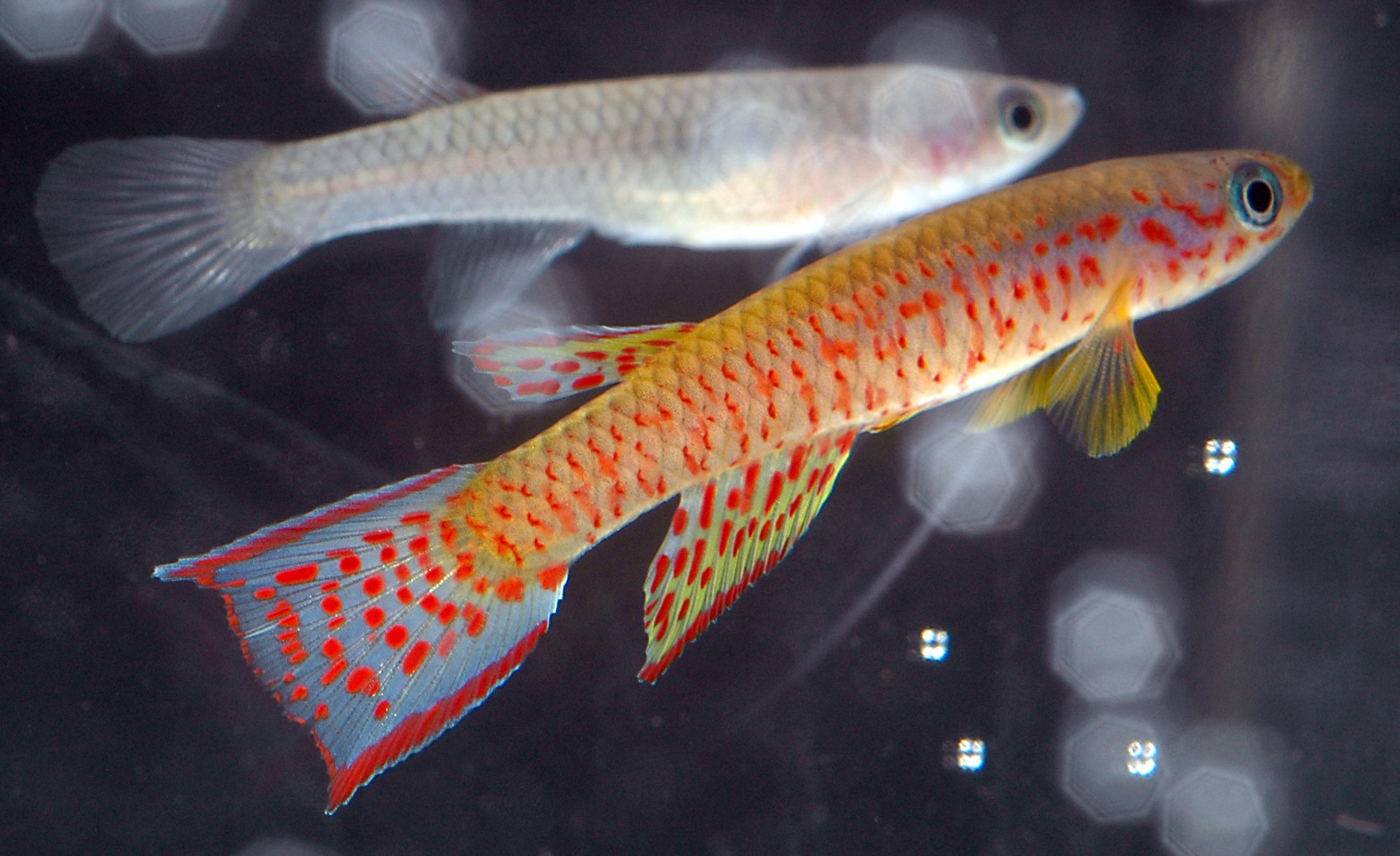 Aphyosemion elegans Main Dombe