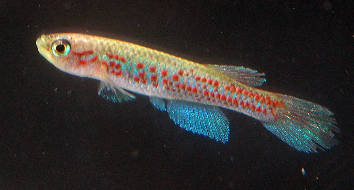 Aphyosemion hannaloreae hannaloreae wuendschi.jpg