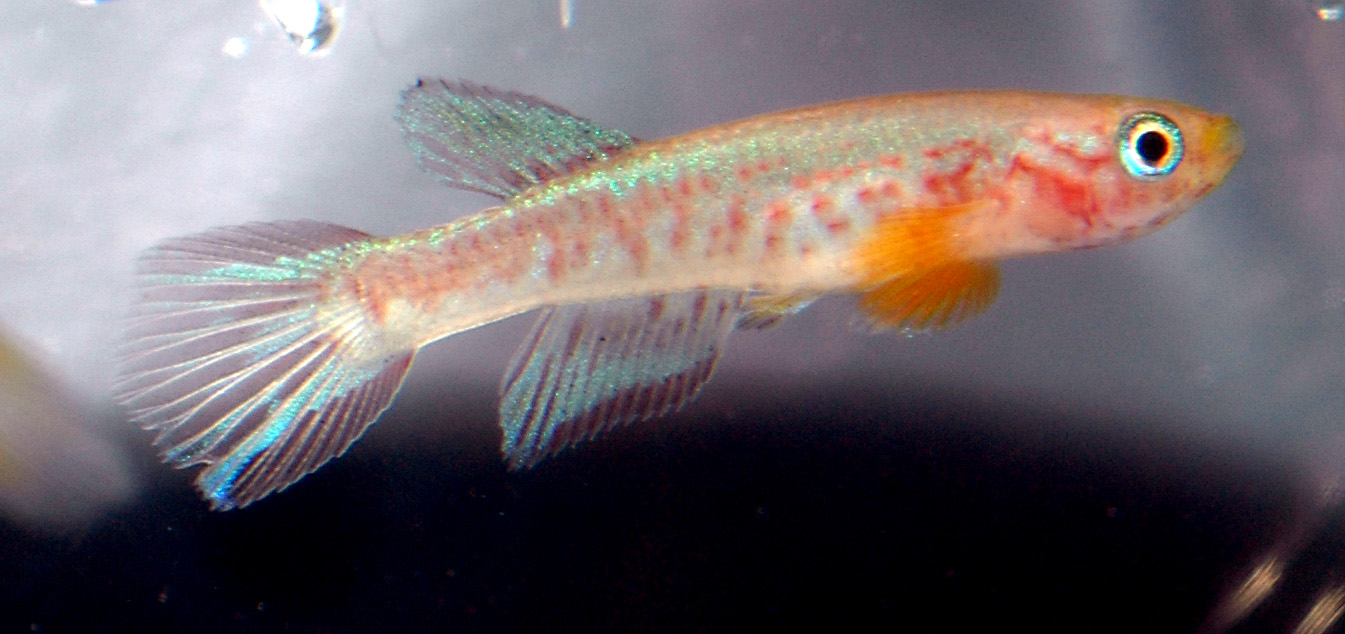 Aphyosemion laberrei Madimba