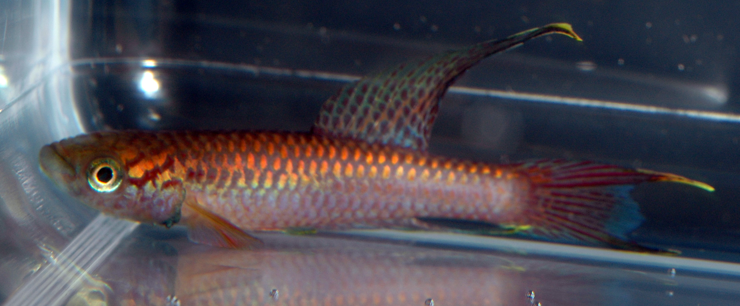 Aphyosemion poliaki Dark CI-2001