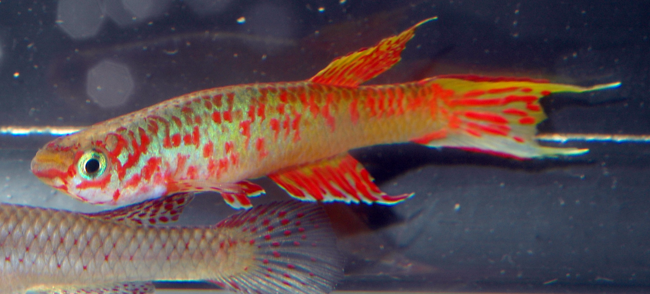 Aphyosemion sp Oyo