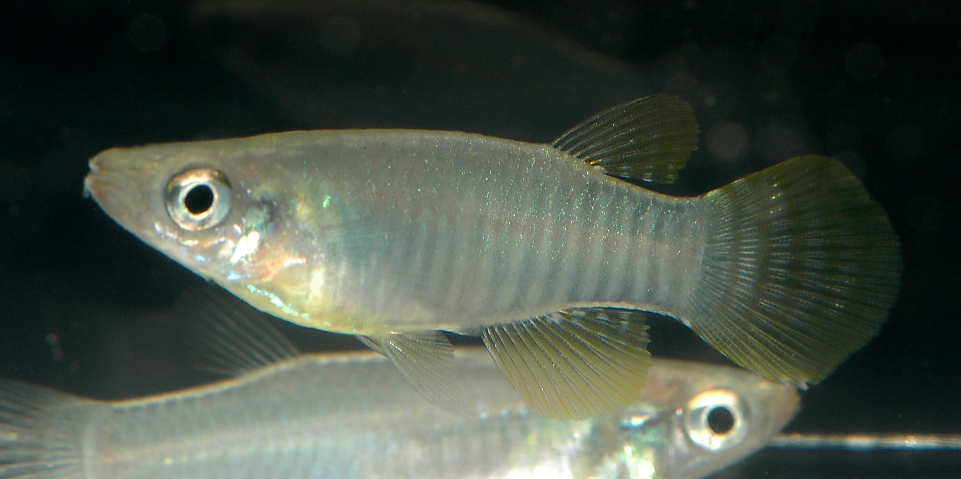 Apocheilichthys spilauchen